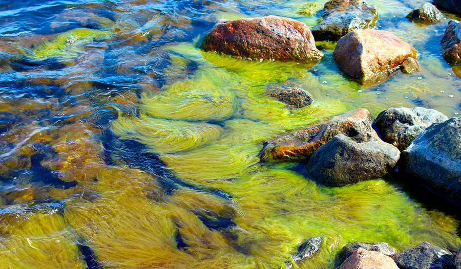 Уникальная польза астаксантина для здоровья