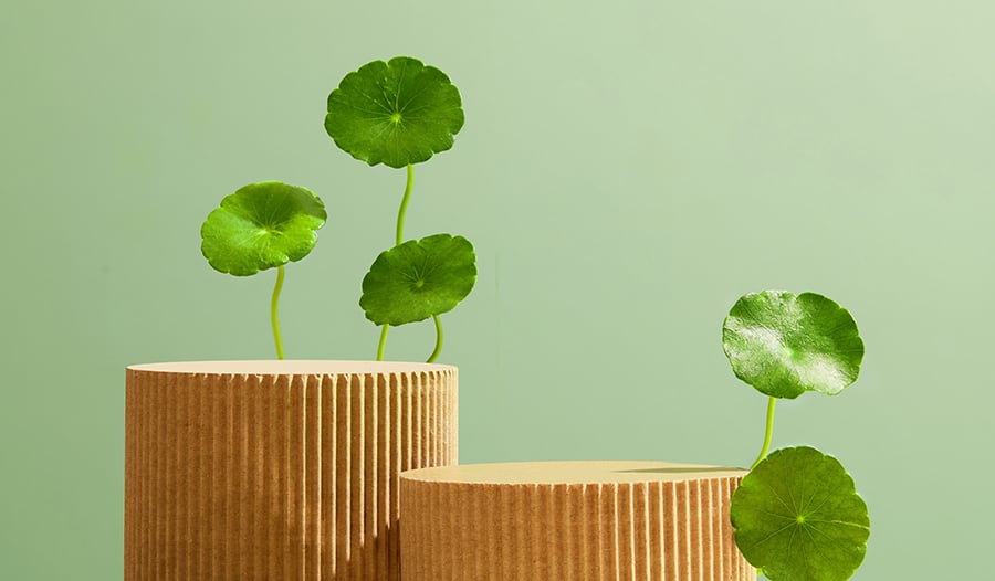 Долголетие и память: полезные свойства готу колы, или центеллы азиатской